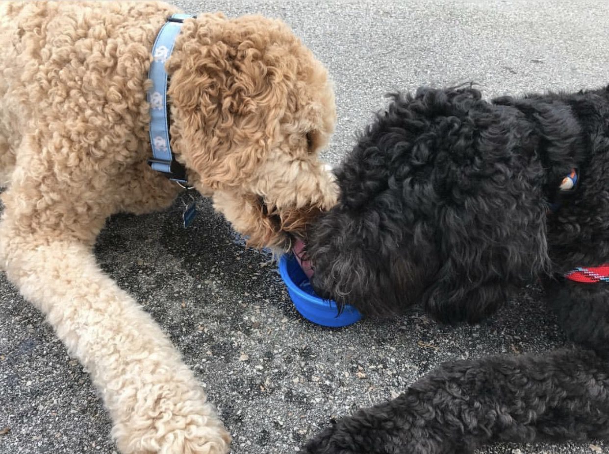 GoPal Collapsible Travel Dog Bowl